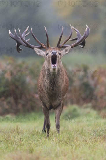 Red deer