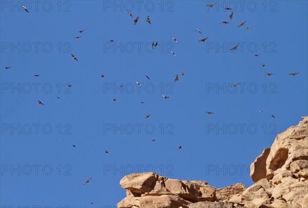 Common buzzard