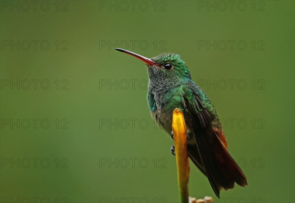 Red-tailed Hummingbird