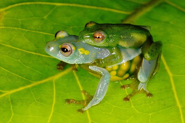 Jackie's reed frog