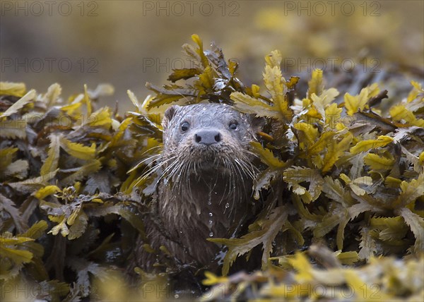 European otter