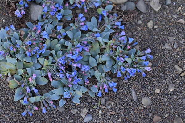 Oysterleaf