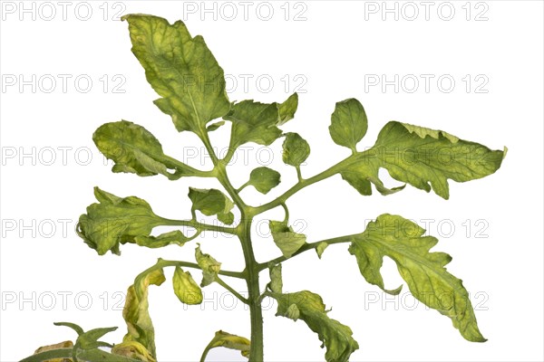 Tomato fern leaf a symptom of TMV