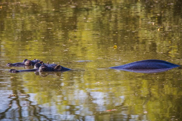 Hippos