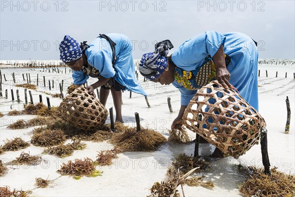 Women harvesting red algae