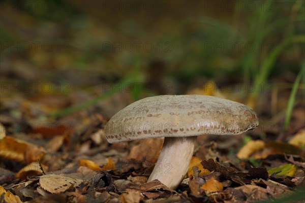 Lady's bolete