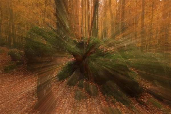 Photo art by zoom effect in autumn forest with bent birch trunk