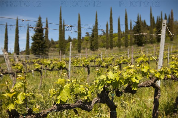 Vine and Mediterranean cypress