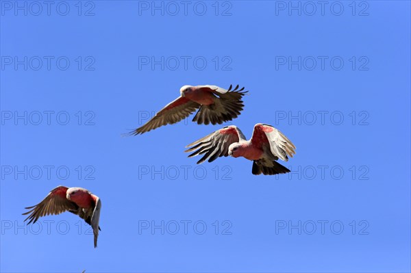 Pink Cockatoo