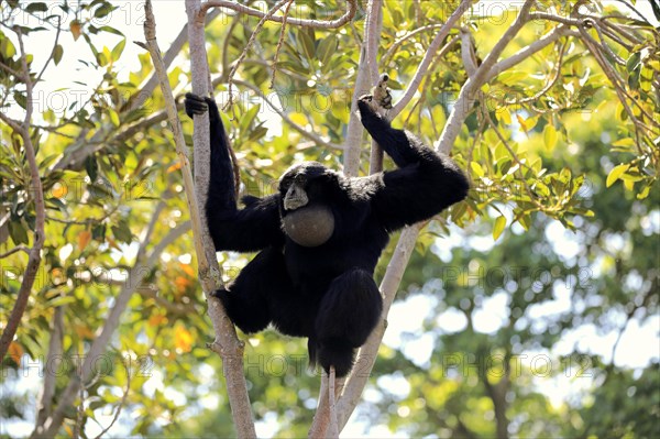 Siamang