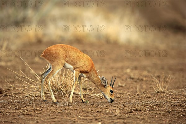 Steenbok