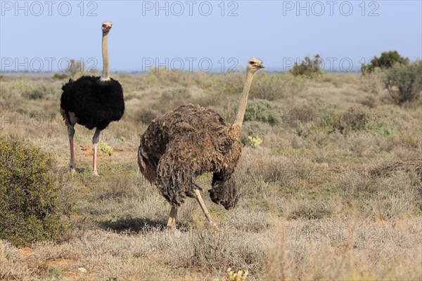 South African Ostrich