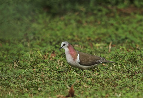 Jamaican Pigeon