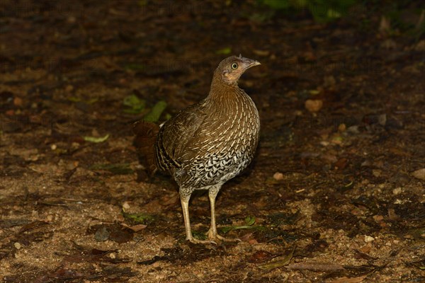 Gallus lafayettii