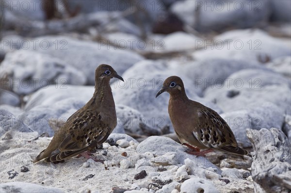 Galapagos dove