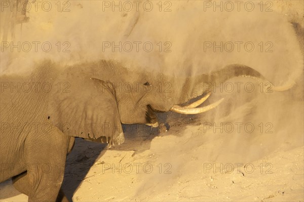 African Bush Elephant