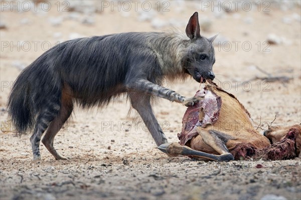 Brown hyena