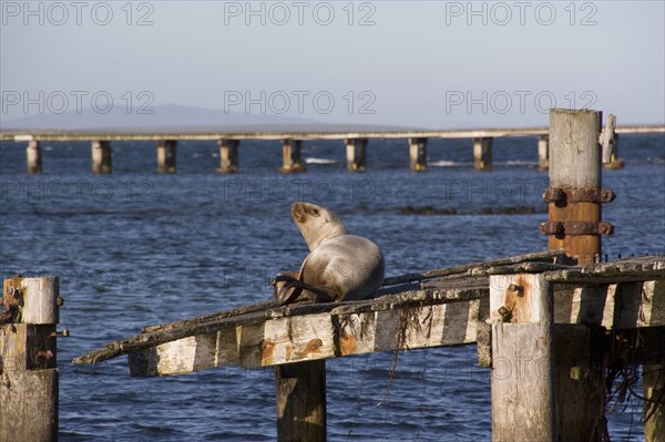 South american sea lions