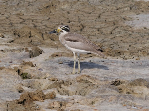 Great Thick-knee