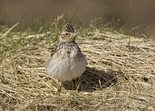 Eurasian skylark