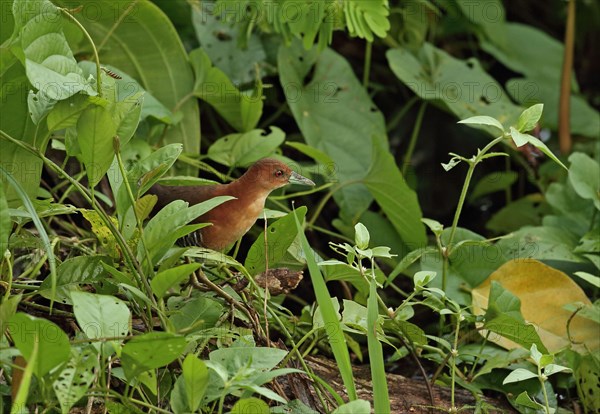 Adult White-throated Crake