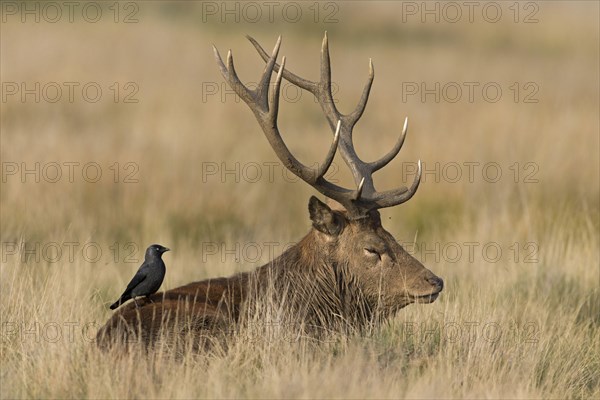 Red deer