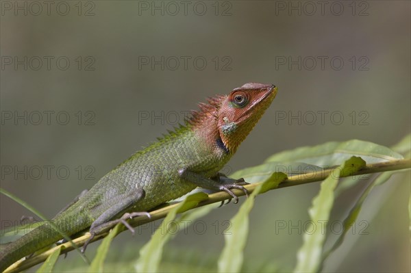 Beautiful Lizard