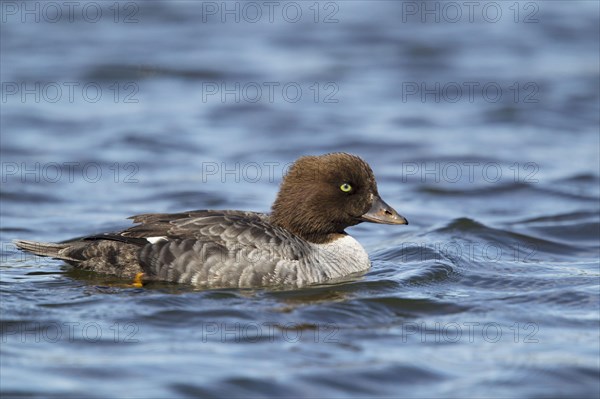 Barrow's barrow's goldeneye