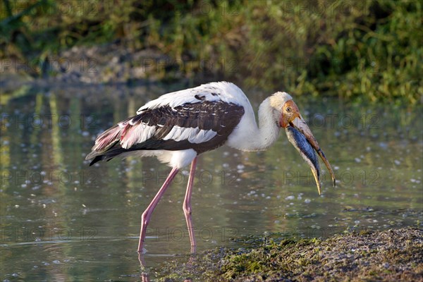 Painted Stork