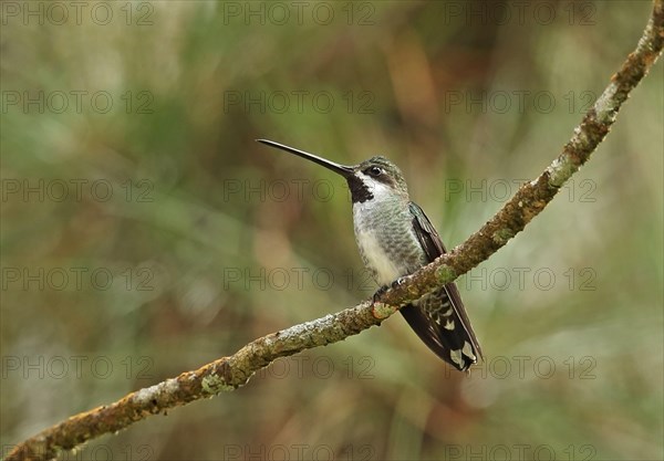 Long-billed Starthroat