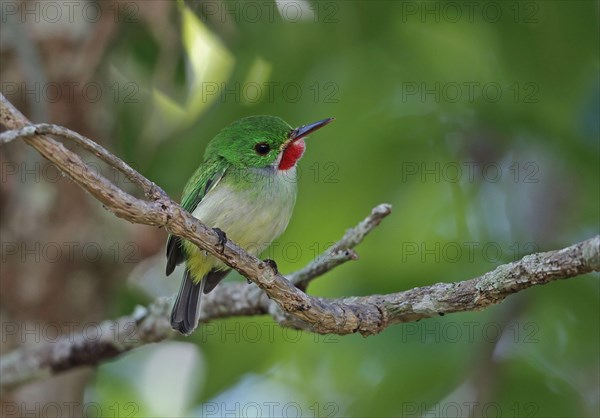 Jamaican jamaican tody