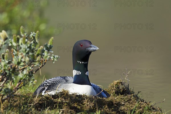 Great Northern great northern loon