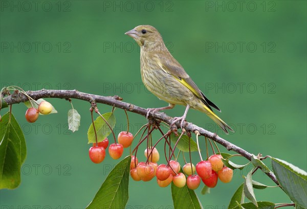 European Greenfinch