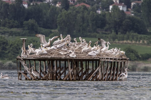 Dalmatian Pelican