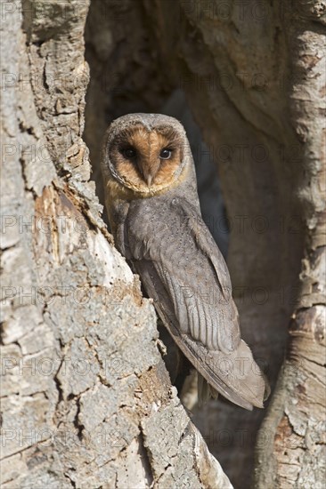 Common barn owl