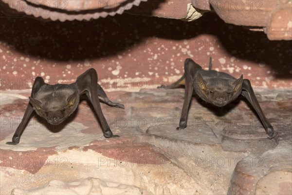 Naked-rumped Tomb Bat
