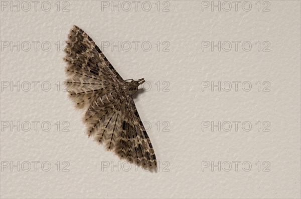 Twenty-plume Moth