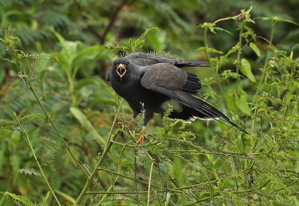 Snail Kite