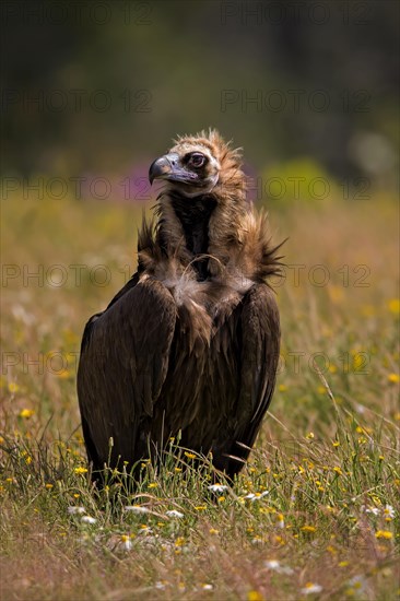 Cinereous vulture