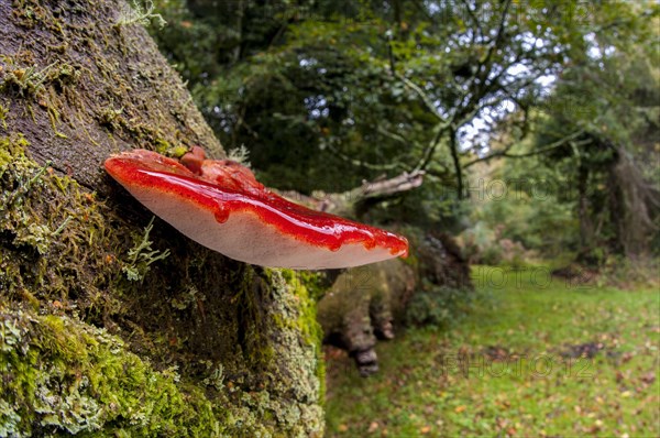 Beefsteak fungus