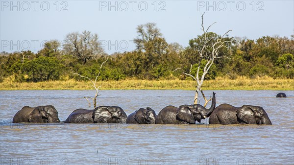 Elephants on their way to the bath