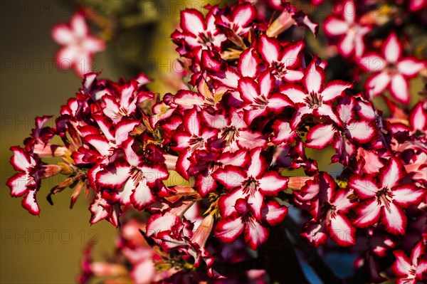 Desert rose