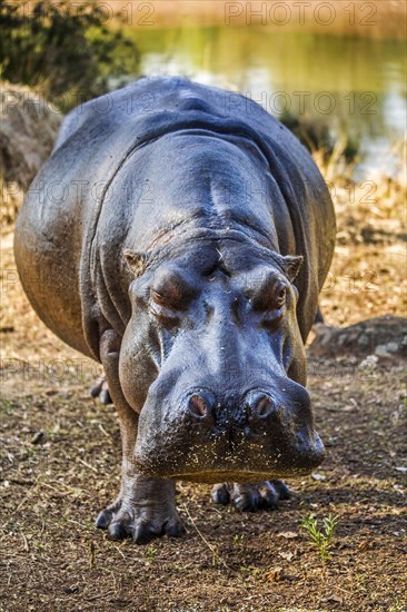 Hippo feeding