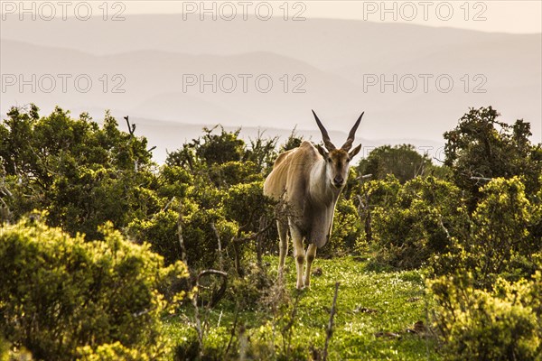 Common eland