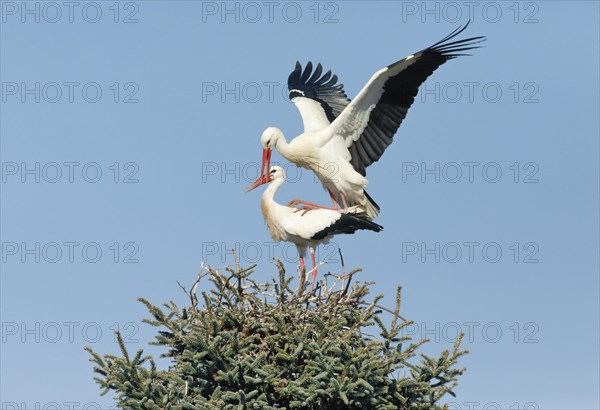 Maennlicher Weissstorch landet mit ausgebreiteten Fluegeln auf dem im Nest stehenden Weibchen fuer die Paarung