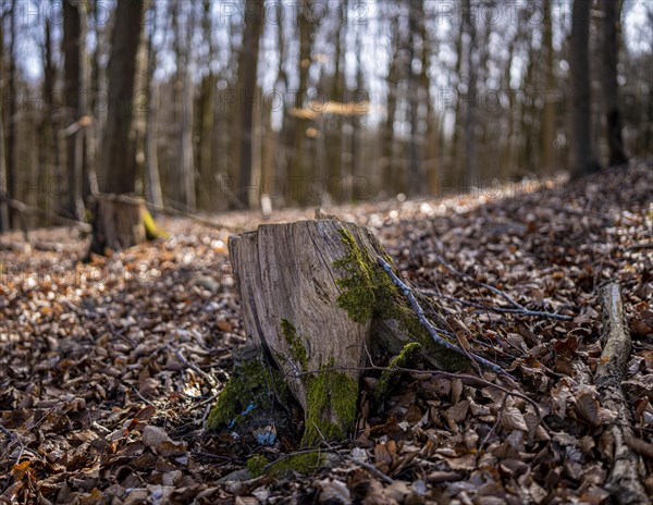 Entwurzelte Baeume in Wald und Flur