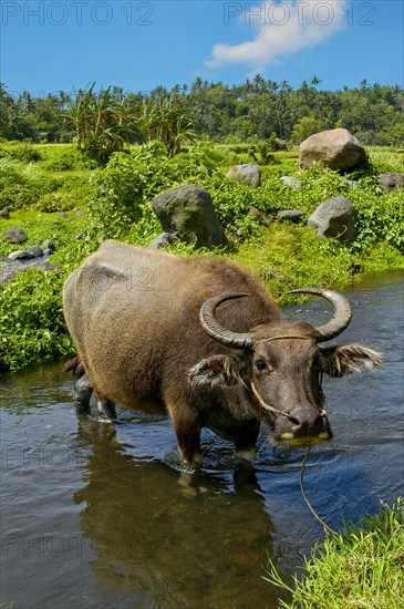 Asian water buffalo