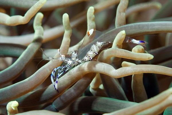 Anemone Shrimp