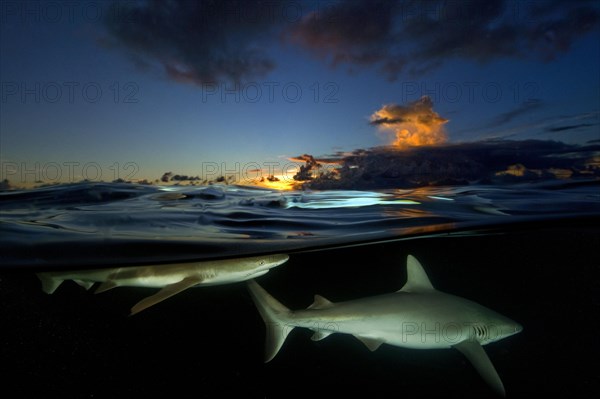 Blacktip reef shark