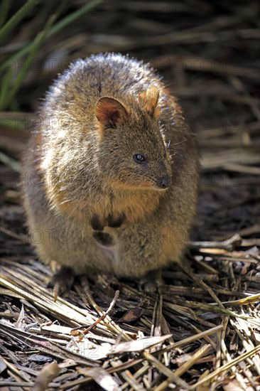 Quokka